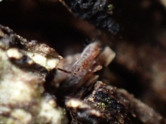 Entomobryomorpha