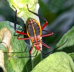 Heteroptera