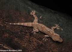 Hemidactylus leschenaultii