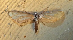 Euacidalia