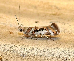 Aristotelia elegantella