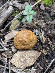 Melanogaster variegatus