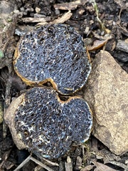 Melanogaster variegatus