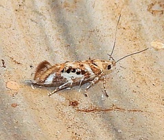 Aristotelia elegantella