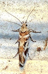 Aristotelia elegantella