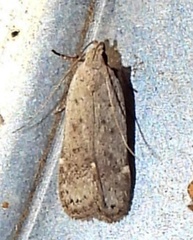 Anacampsis
