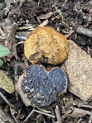 Melanogaster variegatus