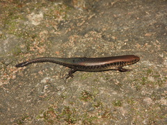 Eutropis tammanna