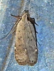 Anacampsis