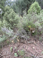 Melanogaster variegatus