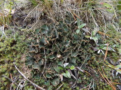 Peltigera malacea