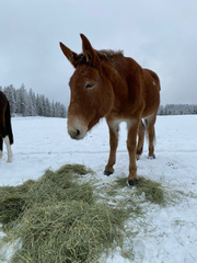 Equus asinus × caballus