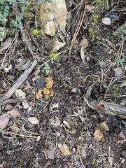 Melanogaster variegatus