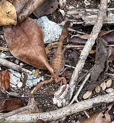 Heteroctenus junceus