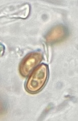 Melanogaster variegatus