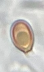 Melanogaster variegatus