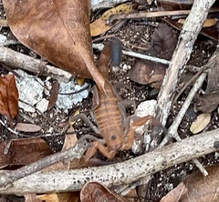 Heteroctenus junceus