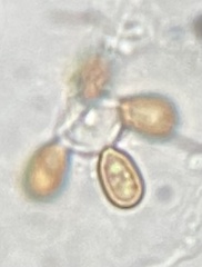 Melanogaster variegatus