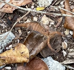 Heteroctenus junceus