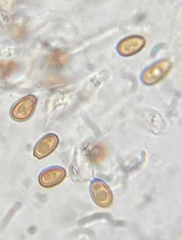 Melanogaster variegatus