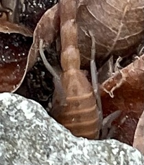 Heteroctenus junceus