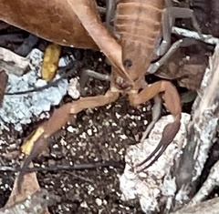 Heteroctenus junceus