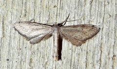 Euacidalia