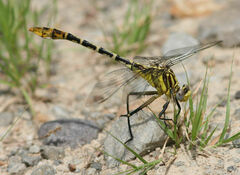 Dromogomphus spoliatus