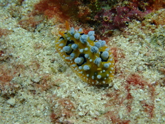 Phyllidia ocellata