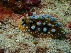 Phyllidia ocellata