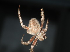 Neoscona oaxacensis