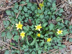 Ranunculus fascicularis