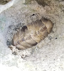 Acanthopleura granulata