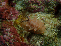 Halgerda batangas
