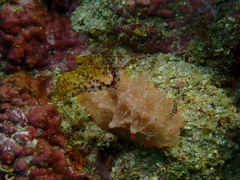 Halgerda batangas