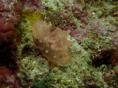 Halgerda batangas