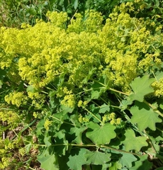 Alchemilla vulgaris