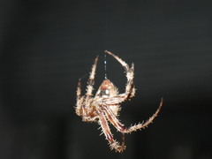 Neoscona oaxacensis