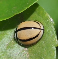 Cheilomenes propinqua