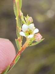 Diosma pedicellata
