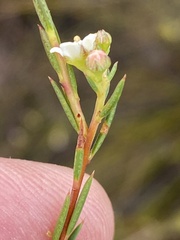 Diosma pedicellata
