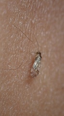 Graphopsocus cruciatus