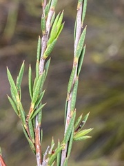 Diosma pedicellata