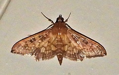 Diacme elealis