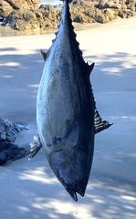 Thunnus albacares