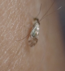 Graphopsocus cruciatus
