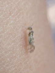 Graphopsocus cruciatus