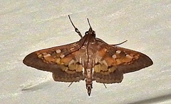 Diacme elealis