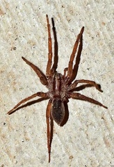 Varacosa