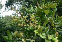 Dimocarpus longan